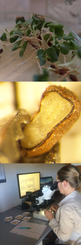 seed testing
